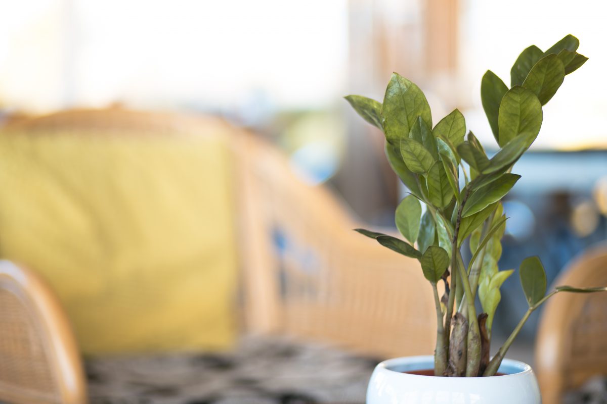 The Fat Mermaid plant and flower