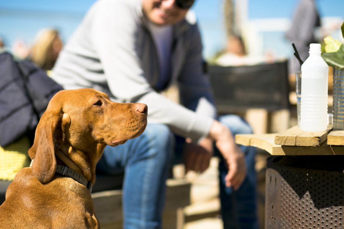 The Fat Mermaid dog looking