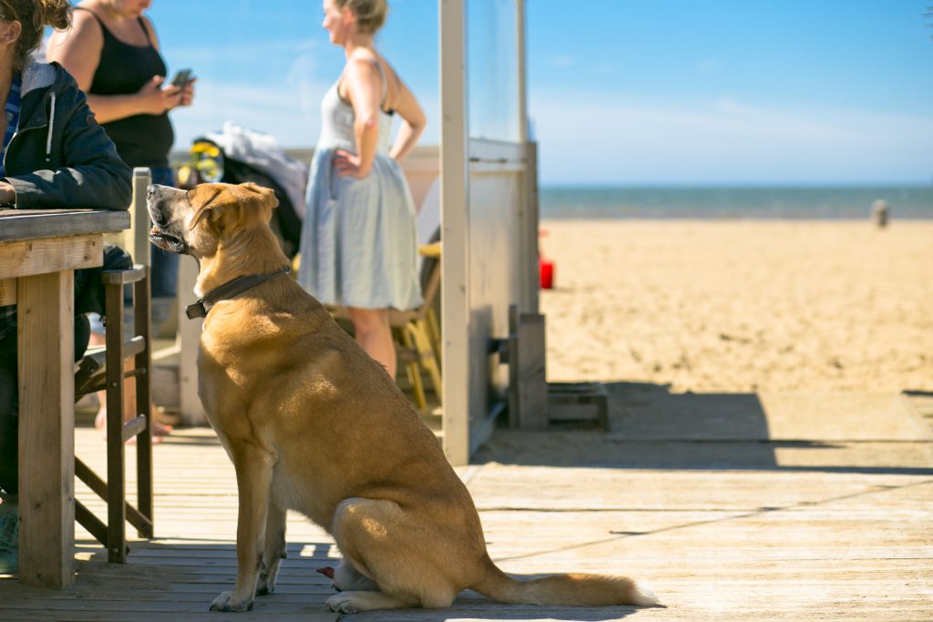 The Fat Mermaid dog chilling